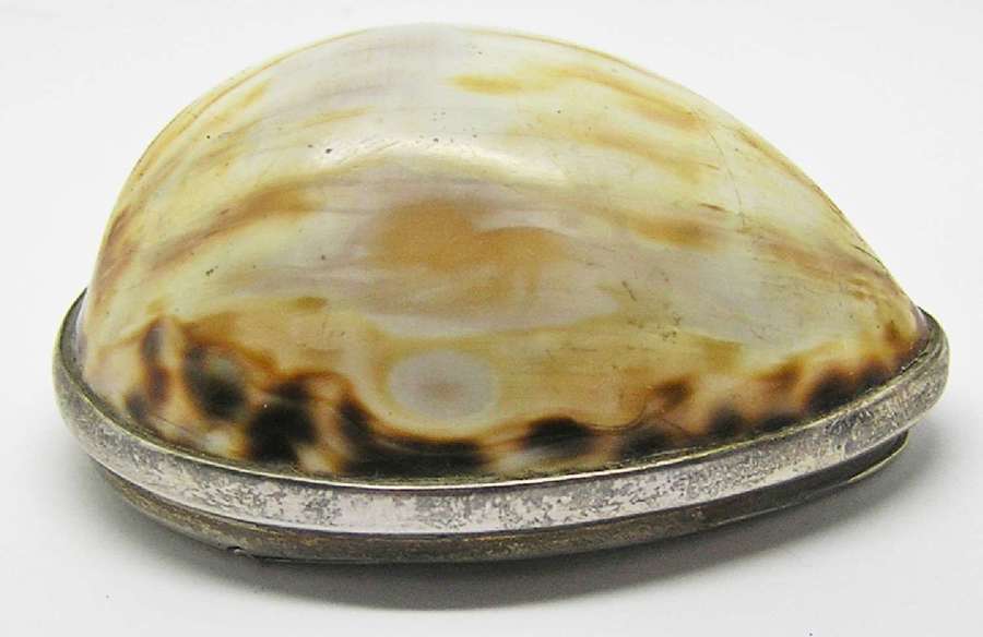Scottish Georgian silver mounted Tiger Cowrie shell snuff box